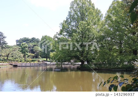 さいたま市大宮公園白鳥池 さいたま市大宮公園白鳥池 143296937