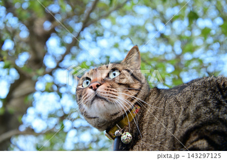 塀の上のキジトラ猫「春」 塀の上のキジトラ猫「春」 143297125