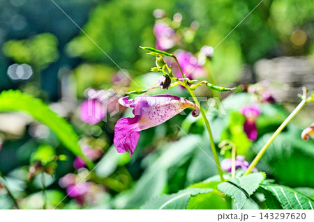 赤紫色のツリフネソウの花（秋、十月） 143297620