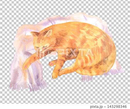 Sleeping ginger tabby cat curled on fringed lavender scarf with closed eyes and warm orange fur in watercolor illustration Sleeping ginger tabby cat curled on fringed lavender scarf with closed eyes and warm orange fur in watercolor illustration 143298346