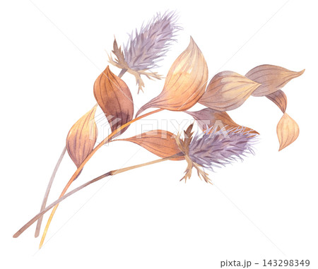 Watercolor botanical thistle seed heads with fluffy plum purple blooms and warm brown curved leaves. Watercolor botanical thistle seed heads with fluffy plum purple blooms and warm brown curved leaves. 143298349