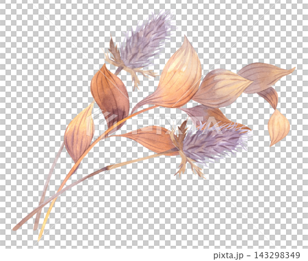 Watercolor botanical thistle seed heads with fluffy plum purple blooms and warm brown curved leaves. Watercolor botanical thistle seed heads with fluffy plum purple blooms and warm brown curved leaves. 143298349