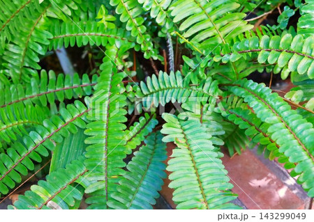 観葉植物 143299049