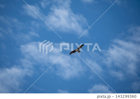 青空と雲を背景に斜め下から捉えたトビ(猛禽類)の水平飛行 コピースペースのある背景素材 青空と雲を背景に斜め下から捉えたトビ(猛禽類)の水平飛行 コピースペースのある背景素材 143299360