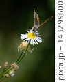 白い野花で蜜を吸うベニシジミの正面接写写真 マクロ撮影の昆虫素材 143299600