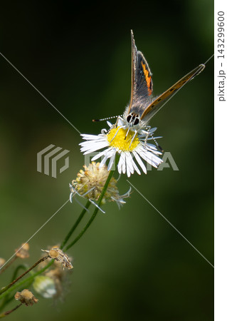 白い野花で蜜を吸うベニシジミの正面接写写真 マクロ撮影の昆虫素材 143299600