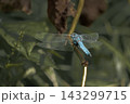 植物の枝にとまり羽を休める青いシオカラトンボ 昆虫・自然写真素材 143299715