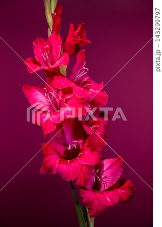 Magenta gladiolus flowers blooming on deep magenta background Magenta gladiolus flowers blooming on deep magenta background 143299797