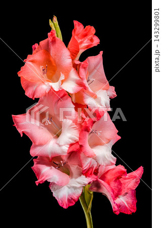 Pink And Coral Gladiolus Flowers In Bloom Isolated On Black Pink And Coral Gladiolus Flowers In Bloom Isolated On Black 143299801