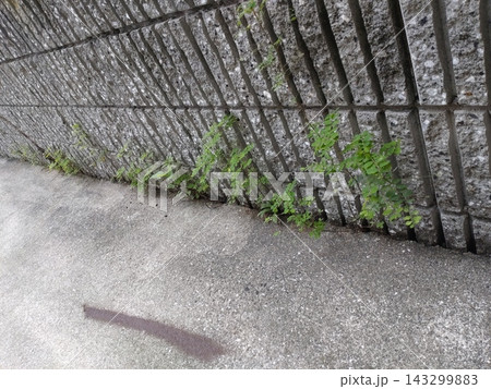 コンクリートの壁際に広がる小さな緑 コンクリートの壁際に広がる小さな緑 143299883