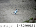 地面にたたずみ空を見上げるハクセキレイ（野鳥） コピースペースのある背景写真素材 143299981