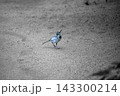 砂地を歩くハクセキレイ（野鳥） 周囲に広い余白のある背景写真素材 143300214