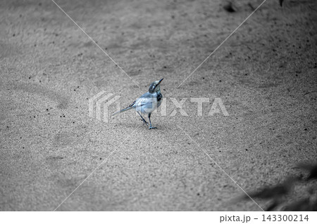 砂地を歩くハクセキレイ(野鳥) 周囲に広い余白のある背景写真素材 砂地を歩くハクセキレイ(野鳥) 周囲に広い余白のある背景写真素材 143300214