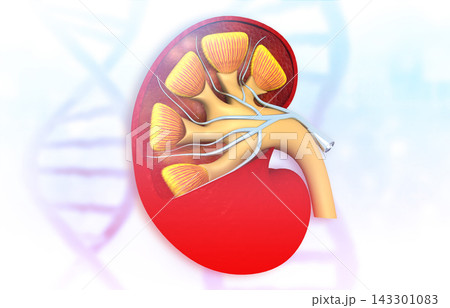kidney cross section kidney cross section 143301083