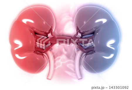 Anatomy of kidney structure Anatomy of kidney structure 143301092