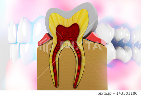 Tooth cross section. science background 143301180