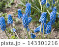 ムスカリ 143301216