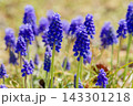 ムスカリ 143301218