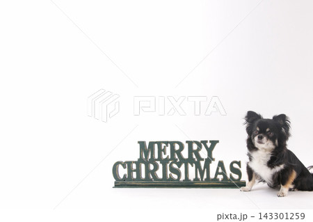 白背景でクリスマス文字に寄り添う黒いチワワ 白背景でクリスマス文字に寄り添う黒いチワワ 143301259