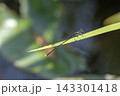 モノサシトンボ 143301418