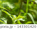 モノサシトンボ 143301420