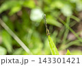 モノサシトンボ 143301421