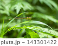 モノサシトンボ 143301422