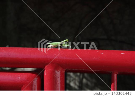 欄干に止まるカマキリ 欄干に止まるカマキリ 143301443