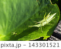 オンブバッタ 143301521