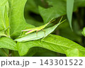 オンブバッタ 143301522