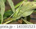 オンブバッタ 143301523