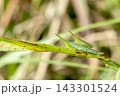 オンブバッタ 143301524