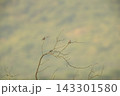 マシコシトド 143301580