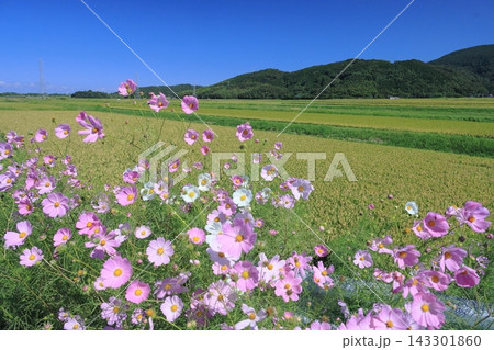 コスモスと田園風景　1 143301860