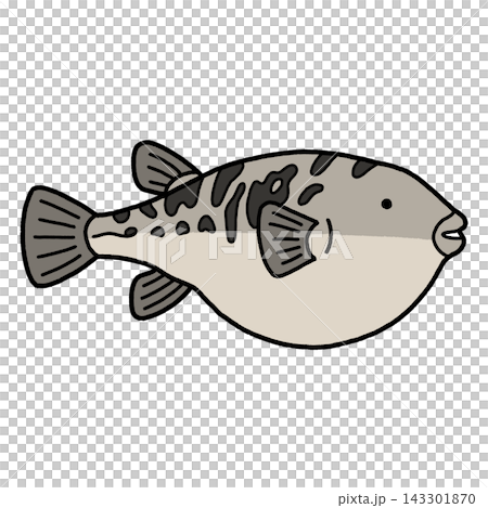 Puffer fish Puffer fish 143301870