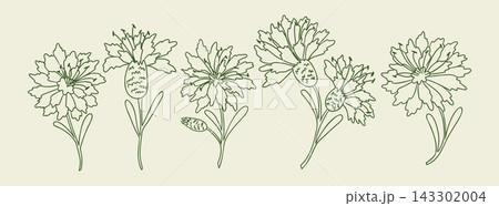 Botanical line drawing of blooming flowers and seed pods in a horizontal arrangement with delicate green outlines on a pale background, floral illustration Botanical line drawing of blooming flowers and seed pods in a horizontal arrangement with delicate green outlines on a pale background, floral illustration 143302004