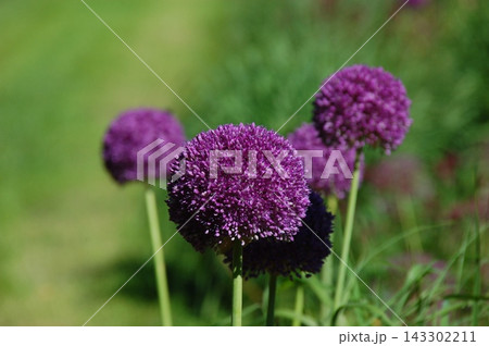 Purple Allium Flowers Blooming in Garden with Soft Natural Background Purple Allium Flowers Blooming in Garden with Soft Natural Background 143302211
