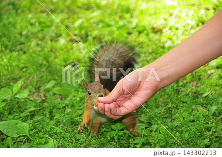 Curious Squirrel Eating from Human Hand on Green Grass in Summer Park Close Up Wildlife Interaction 143302213