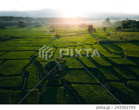 Farmer walking through green terraced rice fields at sunrise in a mountain valley. Farmer walking through green terraced rice fields at sunrise in a mountain valley. 143302743