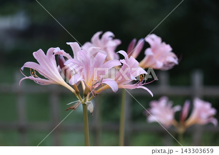 ナツズイセンの花 ナツズイセンの花 143303659
