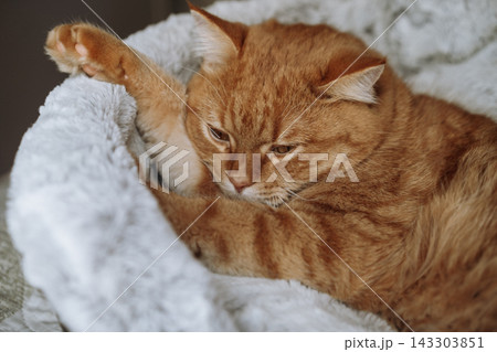 close up of ginger tabby cat laying on its comfy cat bed close up of ginger tabby cat laying on its comfy cat bed 143303851