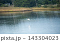 水面すれすれを低空滑空するシラサギ（白鷺） 湿地と葦原の自然風景写真素材 143304023