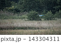 草むらと森を背景に低空滑空するアオサギ（野鳥） 自然風景の写真素材 143304311