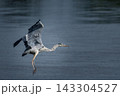 水面の上で翼を広げて着地・飛翔するアオサギ（右側にコピースペースのある野鳥写真素材） 143304527