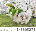 桜の花と新緑の葉、春の自然風景 143305275