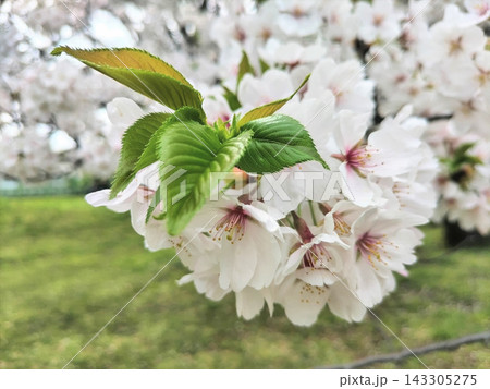 桜の花と新緑の葉、春の自然風景 143305275