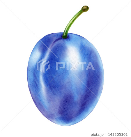 Watercolor illustration of a whole fresh blue plum fruit isolated on a white background. Perfect for product logo, posters, packaging, textile, market advertising, wedding invitation, label, card 143305301