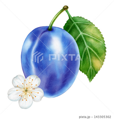 Watercolor illustration of plums: whole fruit, half, pit, flower, leaf, isolated on a white background. Perfect for product logo, posters, packaging, textile, market advertising, label, card Watercolor illustration of plums: whole fruit, half, pit, flower, leaf, isolated on a white background. Perfect for product logo, posters, packaging, textile, market advertising, label, card 143305302