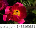 Vivid pink peony blossom in sunlit garden with bright yellow center and soft green foliage, bee visiting bloom closeup of petals and pollen Vivid pink peony blossom in sunlit garden with bright yellow center and soft green foliage, bee visiting bloom closeup of petals and pollen 143305681