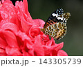 ツマグロヒョウモンの雌 143305739